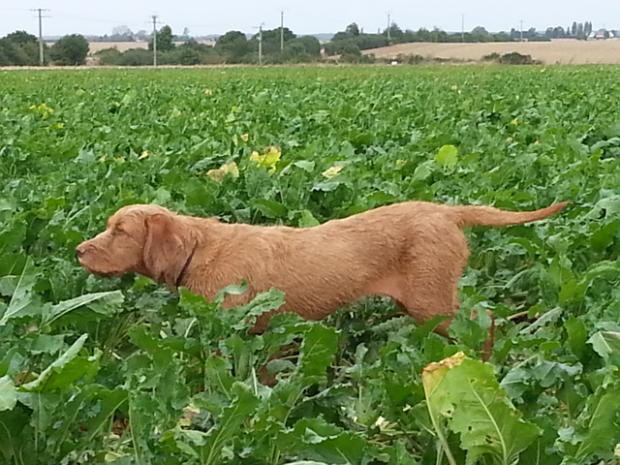 Hors Taxe du Domaine St Hubert