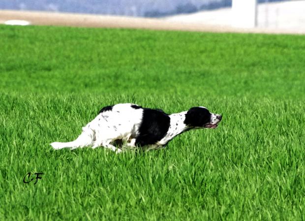 Jarir dit Jino de Coriam