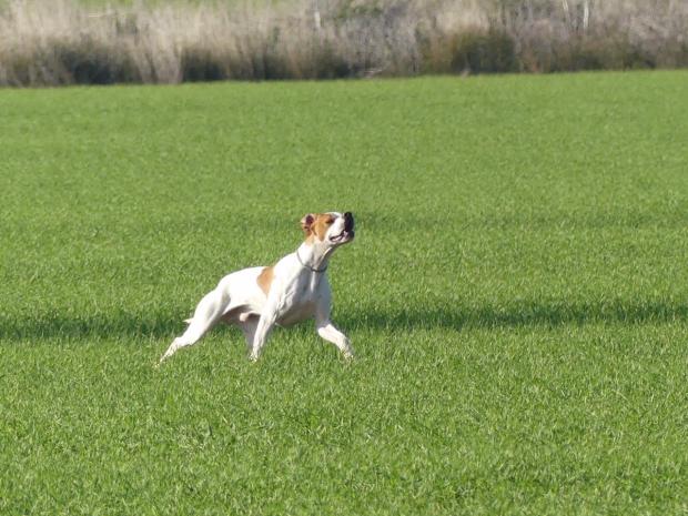Marley du Pied de la Roche
