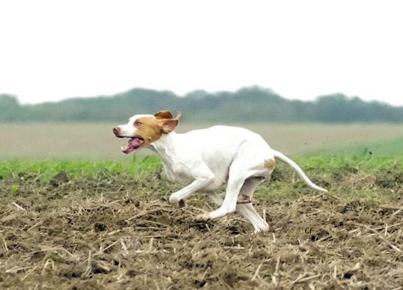 Doubaï de Rosa Bonheur