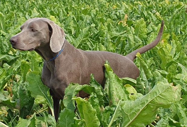 Naitie Edelweims de la Clarée