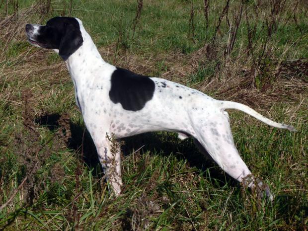 Flight du Ruisseau des Estelles