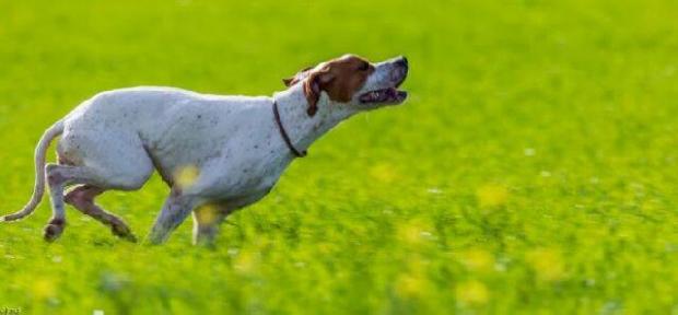 Herdonne des Cheveches