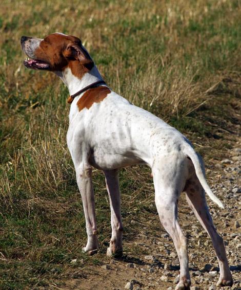 Gaïac, le winner de Beaumontel...