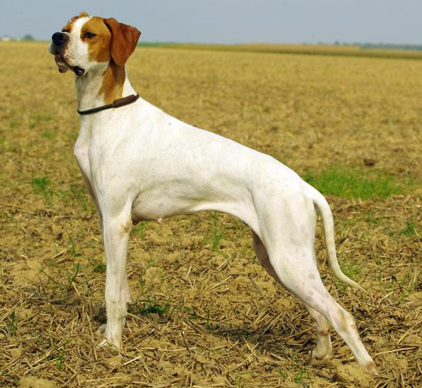 A Beaumontel, CACIT pour Faëlh, 1er Excellent Hindy,...