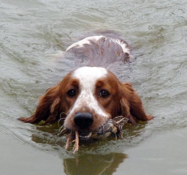 Field springer : CAC à Homéga